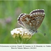 polyommatus corydonius zelenchuk female 1